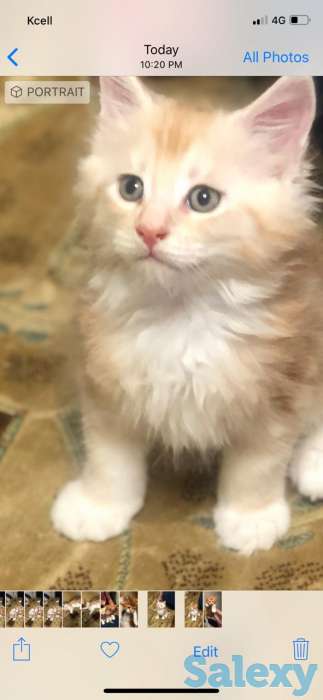 Продам котят породы Мейн Кун.С документами., фотография 1