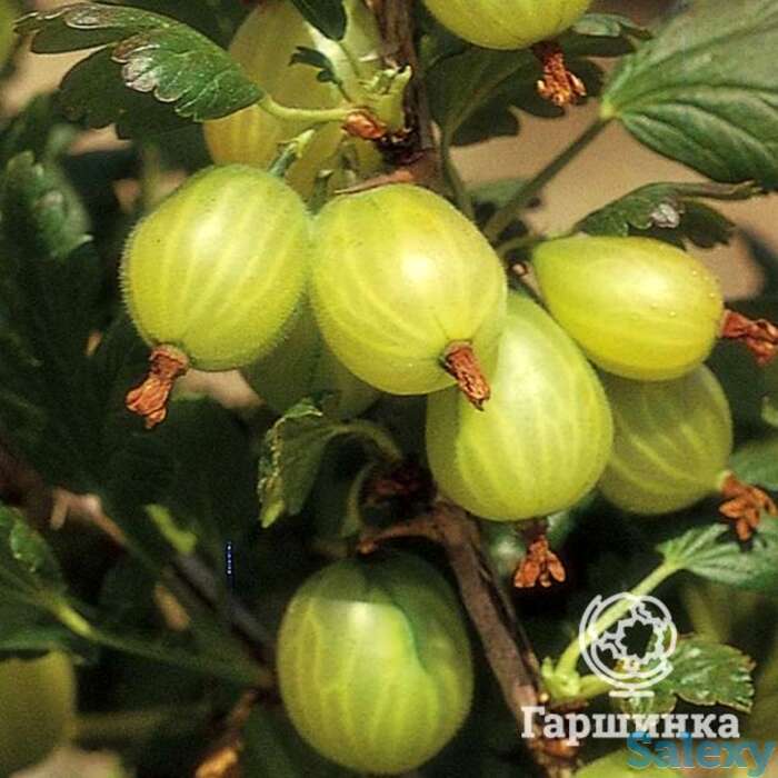 Крыжовник Финский зеленый, фотография 1