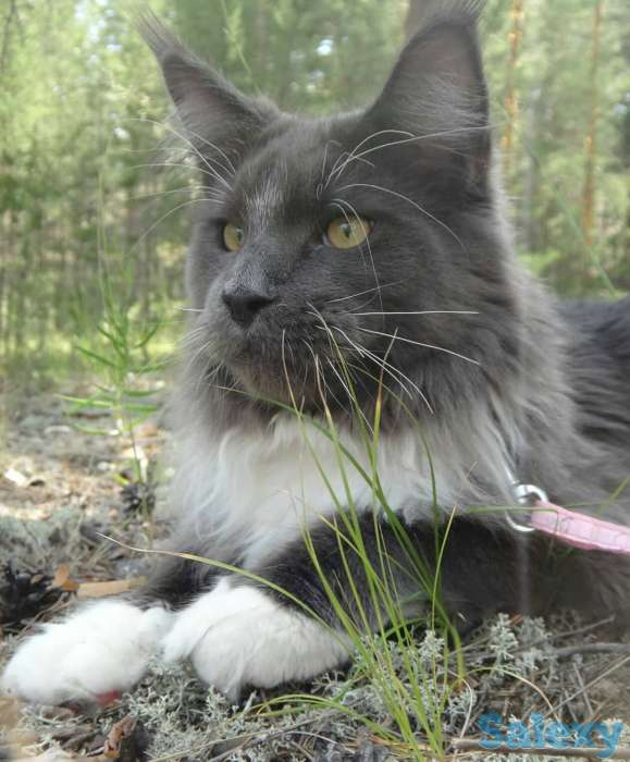 Котята Мейн-кун, фотография 4