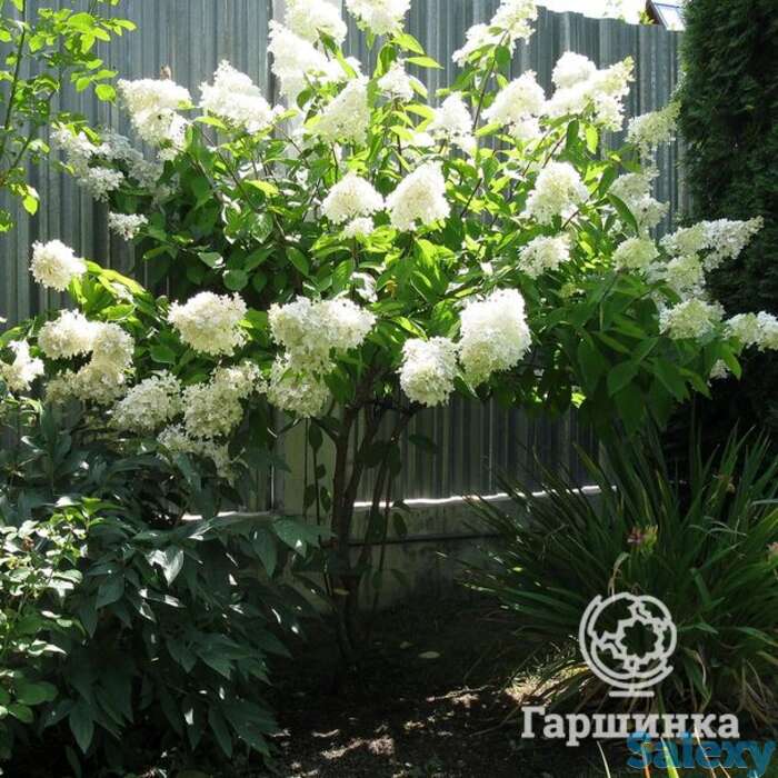 Гортензия лаймлайт  на штамбе 55см, фотография 1