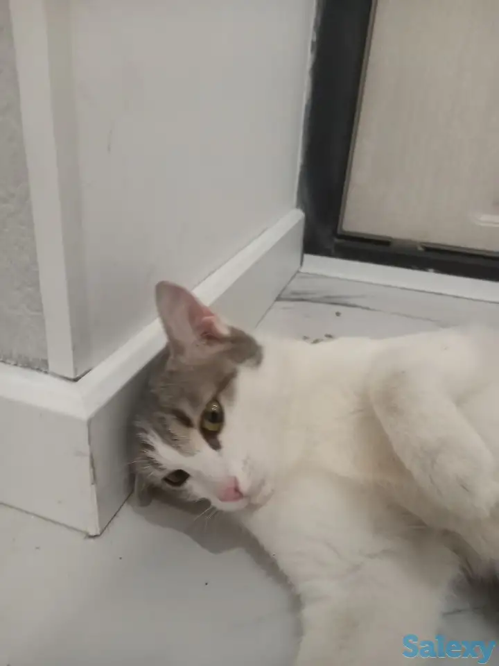 Отдам котенка в добрые руки, фотография 6