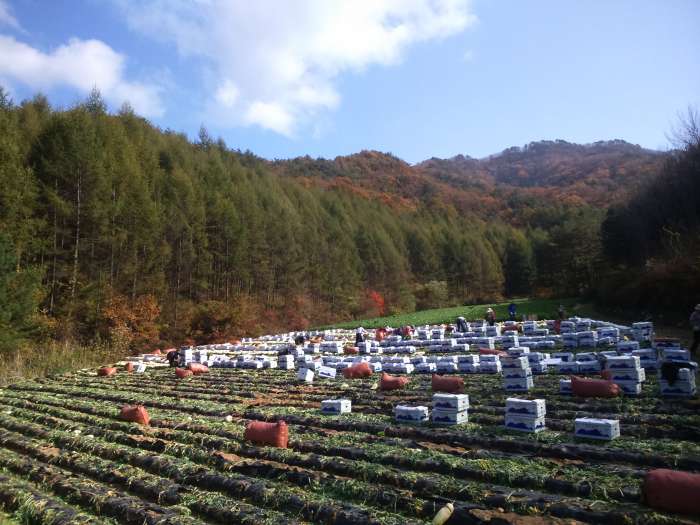 Работа в ю.Корее, фотография 1