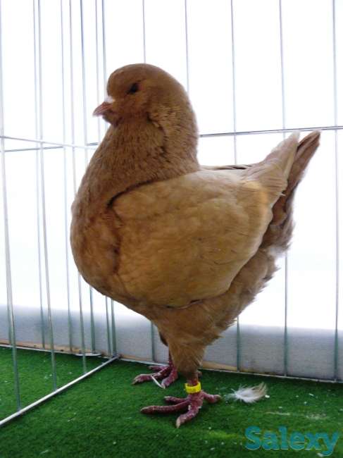 Голубы кингы, фотография 3