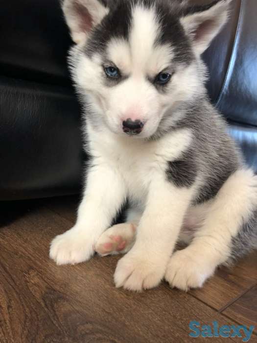 Продаю щенков хаски!родословная,паспорт,прививки все как положено.цена 100 000 тг., фотография 1