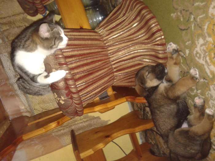 отдам в хорошие руки, фотография 1