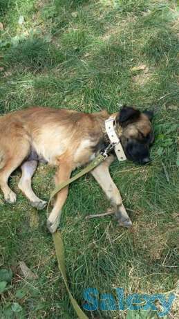 Юмэ (стерилизована) ищет дом!, фотография 1