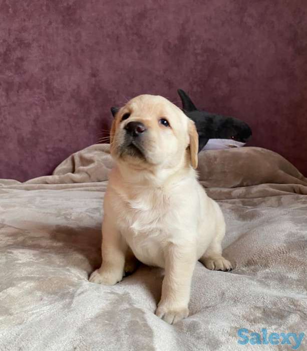 Продам щенков лабрадора ретривера, фотография 2