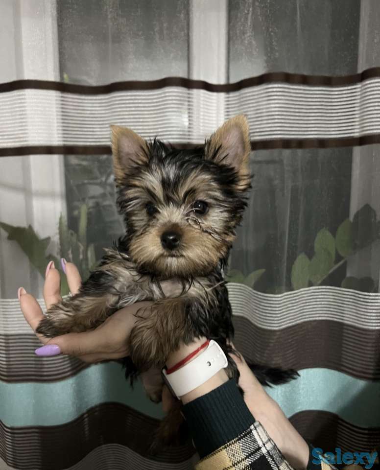 Щенки Йоркширского терьера, фотография 2