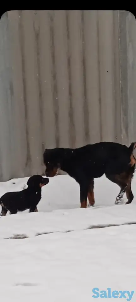 Продам чистокровный щенок ротвейлера мальчик 5,5 месяца., фотография 7