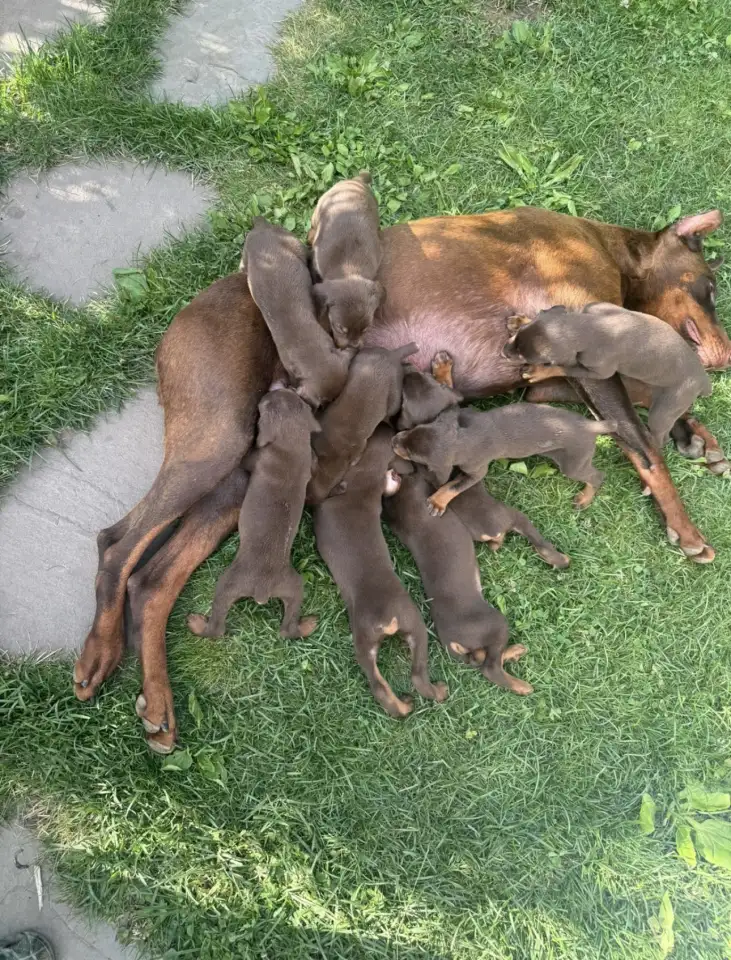 Щенки добермана, фотография 5