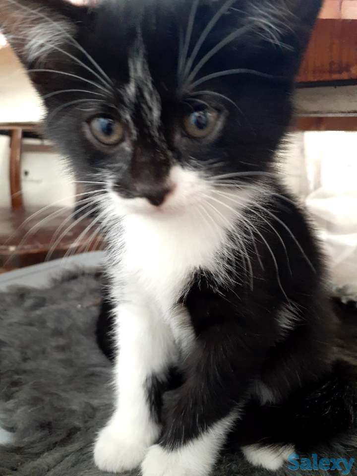 Отдам котенка в хорошие руки, фотография 2