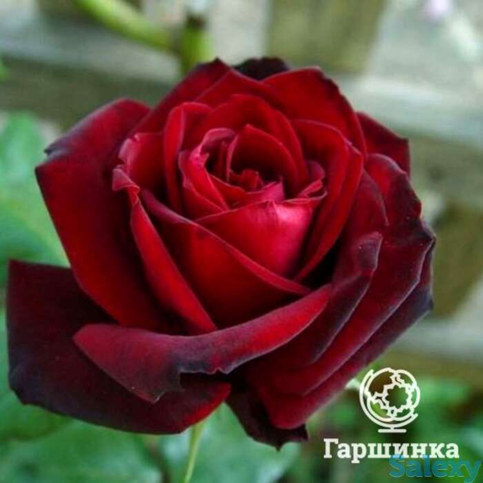 Роза баркароле чайно-гибридная, топалович, фотография 1