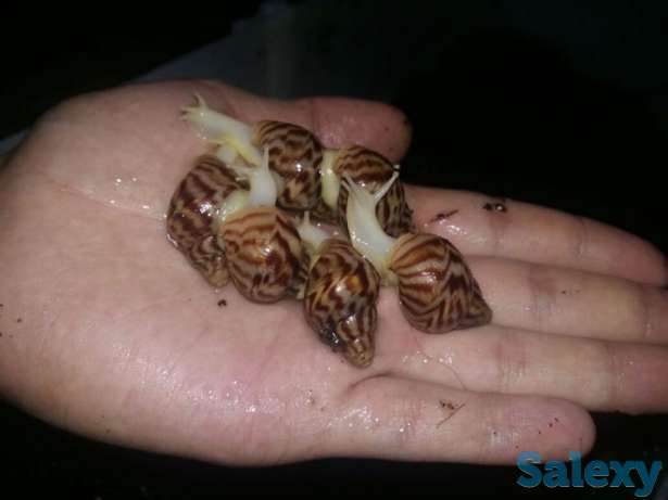 Отдам улиток ахатин, фотография 1