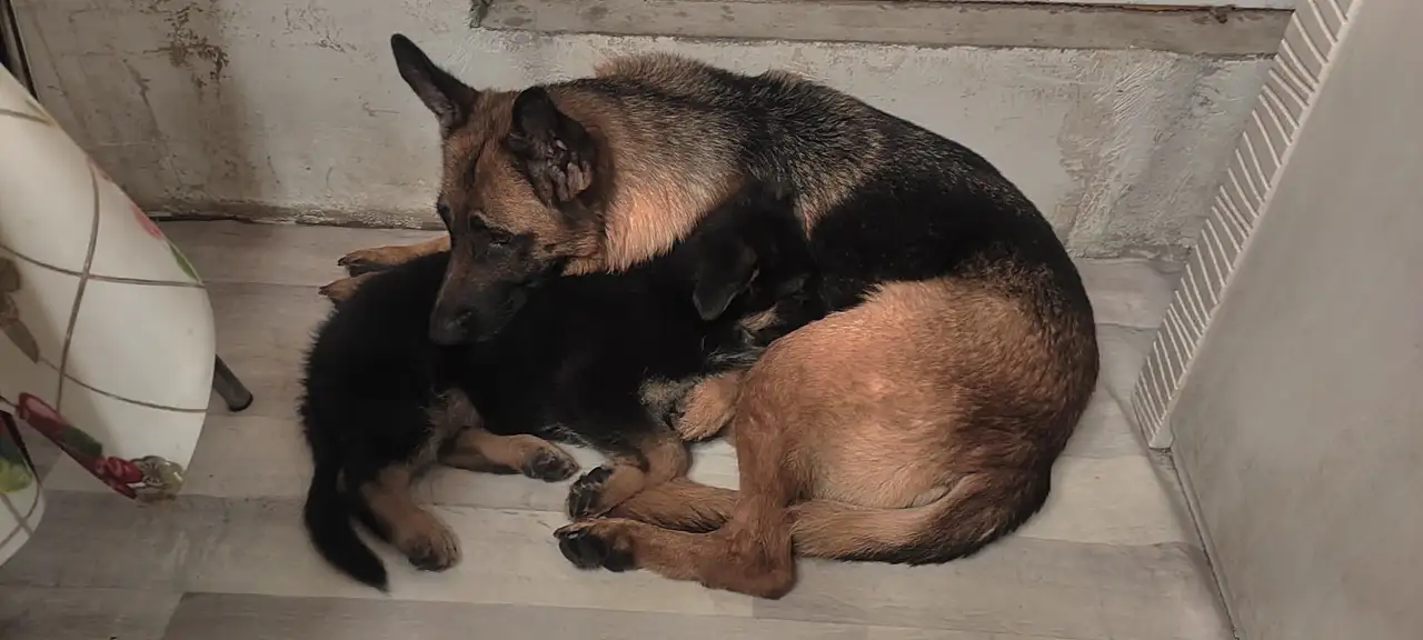 Продам щенков немецкой овчарки, фотография 3