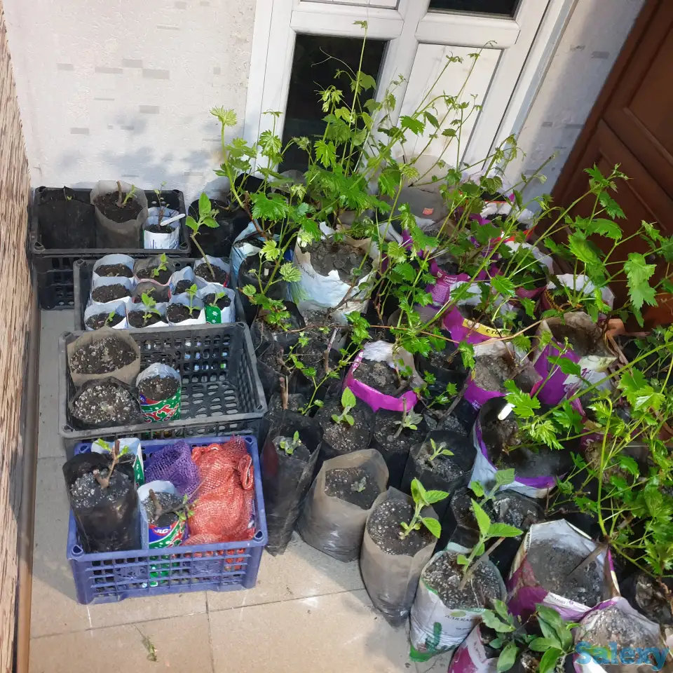 Продам саженцы Павлонии, фотография 2