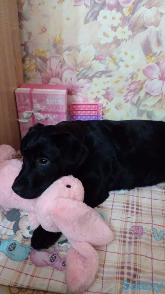 Продам щенков лабрадора ретривера, фотография 4