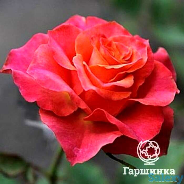 Роза апачи, топалович, фотография 1