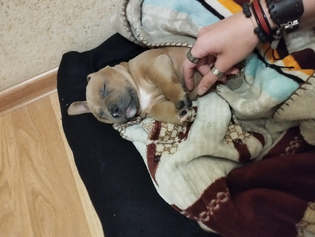 Щенок Амстаффа 2 месяца,мальчик, фотография 1