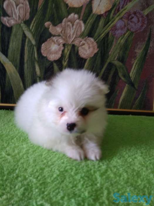 Продам мальчишек шпицов, фотография 9