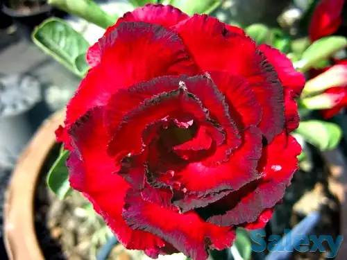 Семена  Адениум, фотография 8