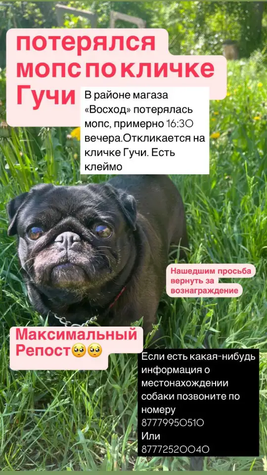 Помогите вернуть собаку, фотография 1