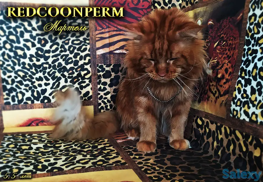 Мейн Кун красный солид. Шоу класс. Питомник, фотография 2