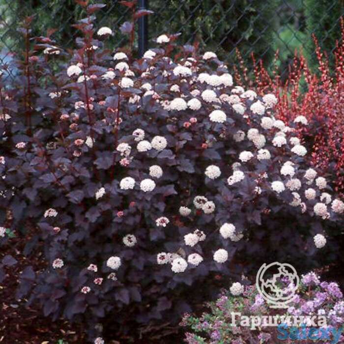 Пузыреплодник диабло, фотография 1