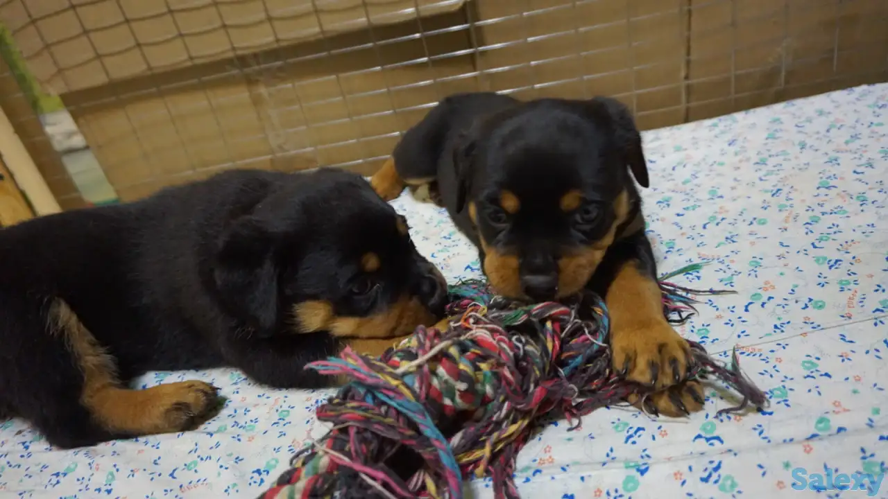 Продам, фотография 6