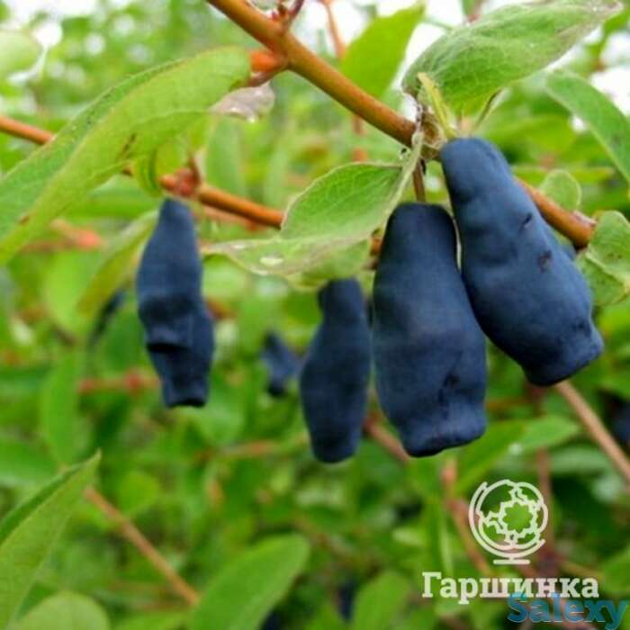 Жимолость Фиалка, фотография 1