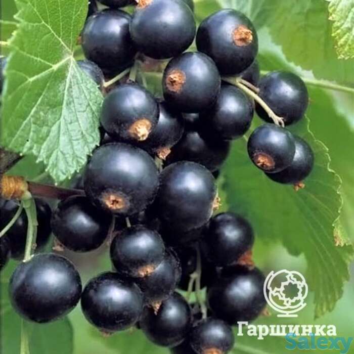 Смородина Гулливер черная, фотография 1