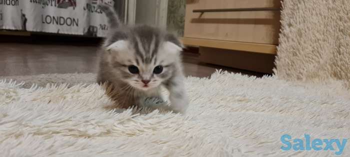 Шотландские  котята, фотография 1