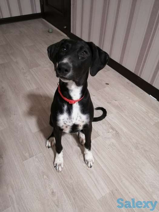 Отдам в добрые руки, фотография 1