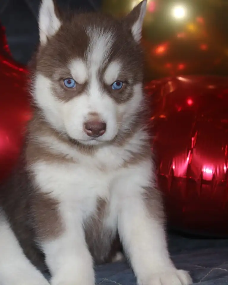 Щенки Сибирской Хаски, фотография 3