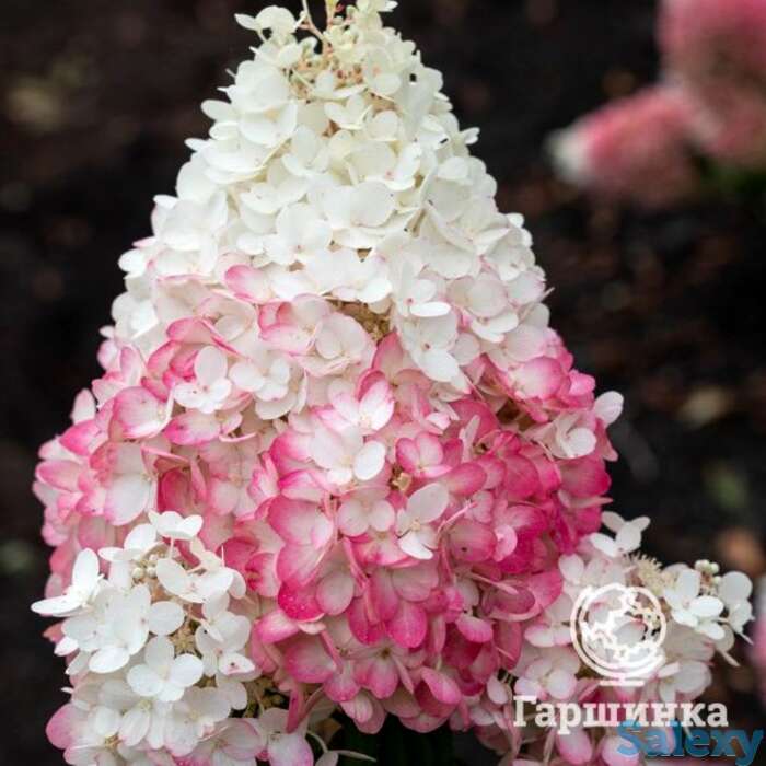 Гортензия строуберри блоссом, фотография 1