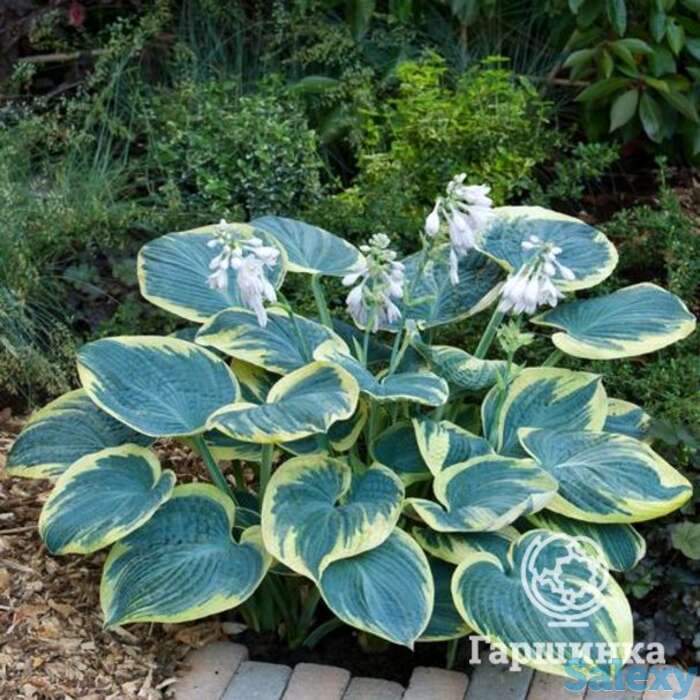 Хоста шуга дедди (m), фотография 1