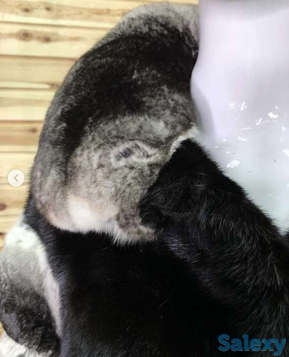 Норковый полушубок с шиншиллой, фотография 3