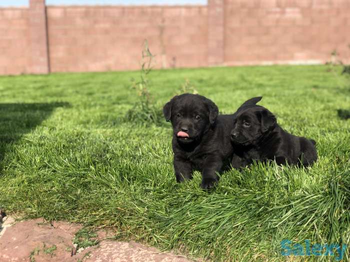 Продам щенков лабродора, фотография 2