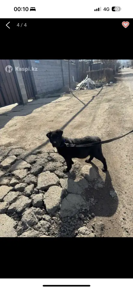 Лобрадор 6месяцев, фотография 3