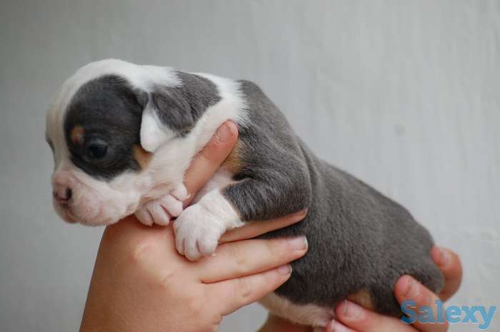 Белоснежки, фотография 1