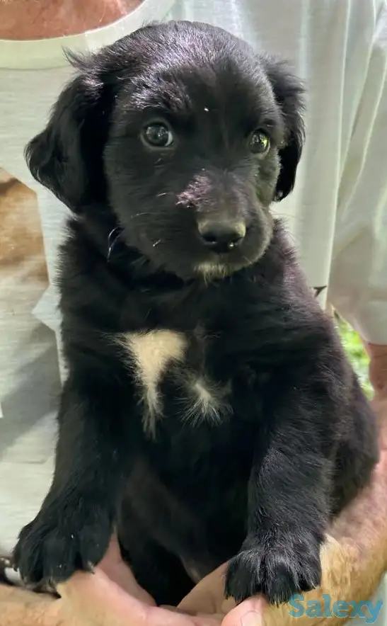 Английский спрингер-спаниель ---ЩЕНКИ!!, фотография 3