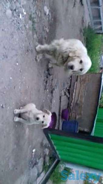 Отдам щенка, фотография 1