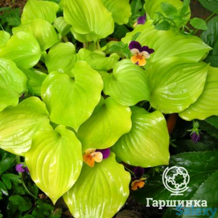 Хоста пост ит (m), фотография 1