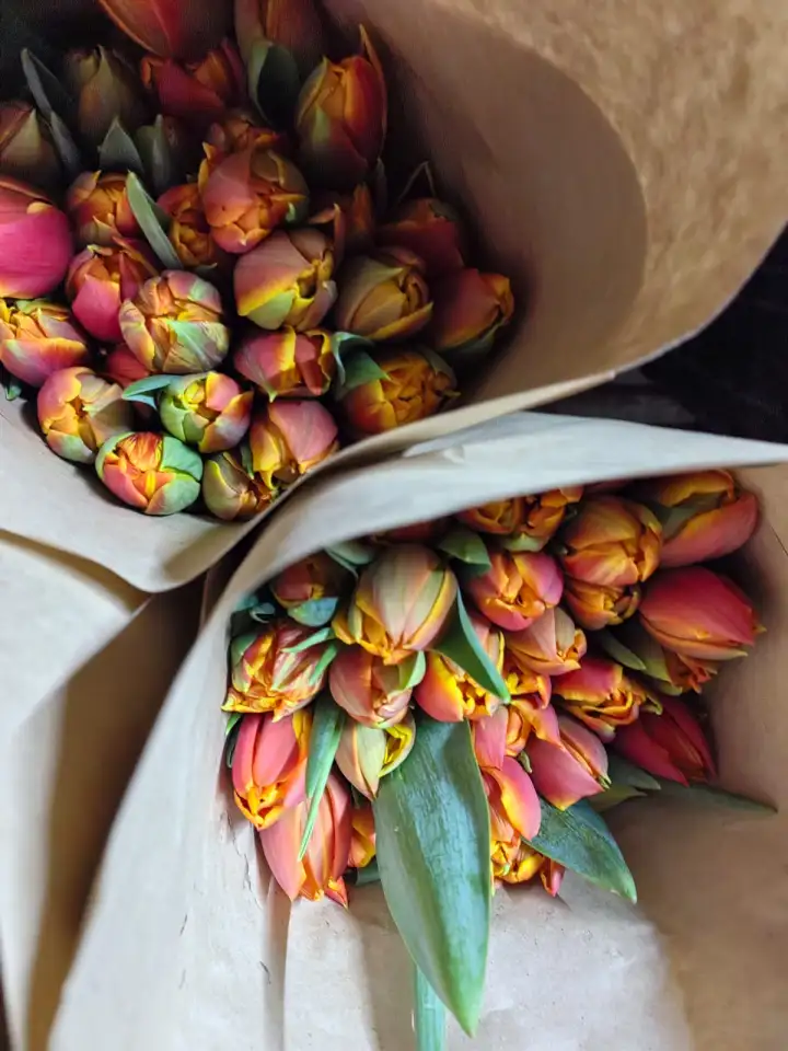 Тюльпаны оптом и в розницу к 8 марта, фотография 11