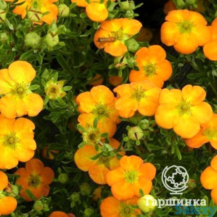 Лапчатка белла сол, фотография 1