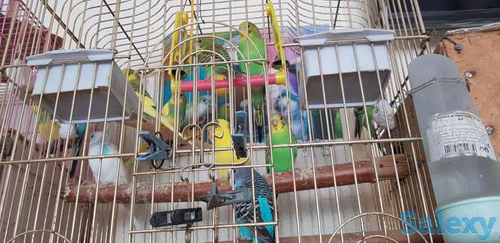 Продам волнистых попугайчиков, фотография 1