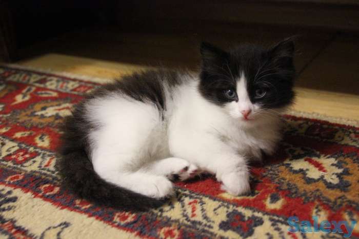 Отдам котят в хорошие руки, фотография 1