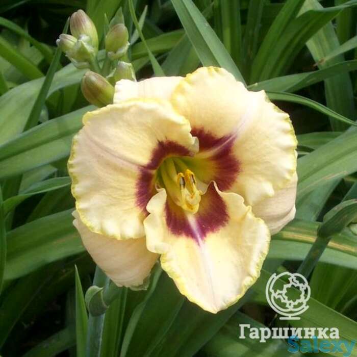 Лилейник Кастед Кэнди, фотография 1