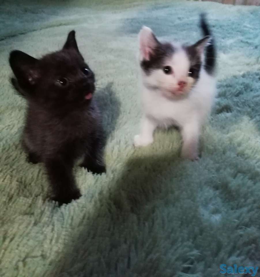 отдам  в добрые руки, фотография 1