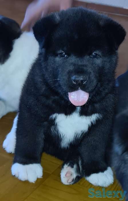 Щенки американской акиты, фотография 6