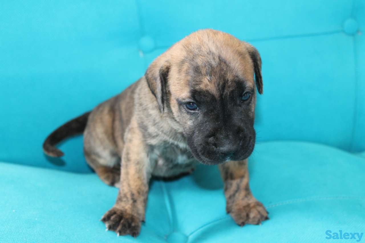 Продам щенков Канарского дога, фотография 3